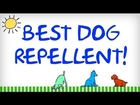 BEST Dog Repellent | Tips For Repelling Dogs | Natural Animal Control