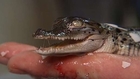 Feisty from birth: Saltwater crocodile just wants to fight