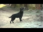 Dog 'saved life' of missing Polish girl