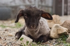Four Day Old Baby Lamb!