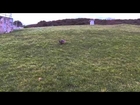 Gizmo The Yorkshire Terrier At Play 240213.mp4