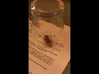 Cockroaches Found At Thomas Cook SBH Costa Calma Beach Resort