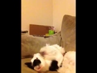 Kitten and Dog Snuggling and Playing on the Couch