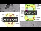 Plant Cell and Animal Cell Organelles