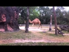 Dromedary Camel