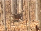 Opening Day for Shotgun Deer Hunting Season in Iowa