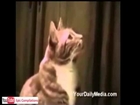 funny news stories funny news stories funny one liner jokes Funny cats, cute cats, funny dogs, funny