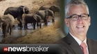 American Doctor Killed by Herd of Stampeding Elephants in Africa