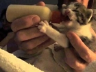 Kitten Makes Funny Noises While Feeding