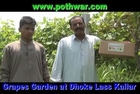Grapes Garden at Dhoke Lass Kallar Syedan