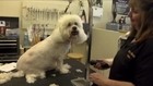 Shelly's Pet Grooming Video - Tempe, AZ United States - Pets