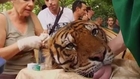 Tiger given acupuncture at safari park