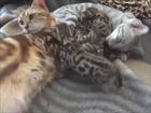 Serial Bengal Kittens 2013
