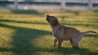 Budweiser Super Bowl Ad 2014 - Puppy Love